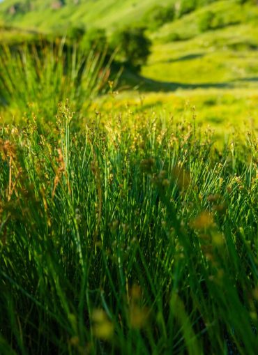 mountain-green-fields-tall-grass-growing-2022-04-15-00-48-39-utc
